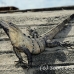 iguana_spinytailed-_im_h_0174_mex0404.jpg
